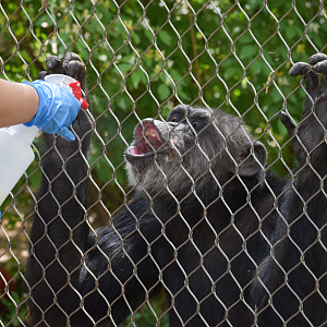 Apr. 2025 - Gombe Forest - Chimpanzee