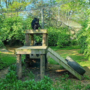 Apr. 2025 - Gombe Forest - Chimpanzee/Black Mangabey Exhibit
