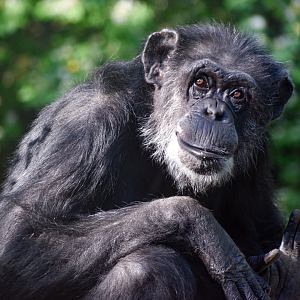 Apr. 2025 - Gombe Forest - Chimpanzee