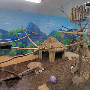 Apr. 2025 - Cape of Africa - Makazi Ya Twiga - Blue Duiker/Violet Turaco Exhibit