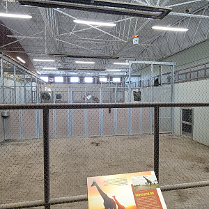 Apr. 2025 - Cape of Africa - Makazi Ya Twiga - Giraffe Indoor Exhibit