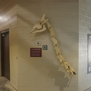 Apr. 2025 - Cape of Africa - Makazi Ya Twiga - Giraffe Skeleton