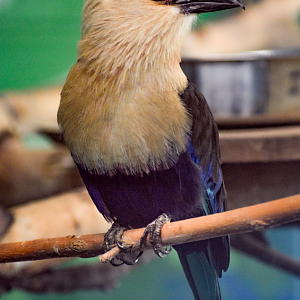 Apr. 2025 - Cape of Africa - Makazi Ya Twiga - Blue-bellied Roller