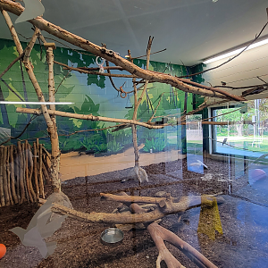 Apr. 2025 - Cape of Africa - Makazi Ya Twiga - Blue Duiker/Superb Starling/Blue-bellied Roller Exhibit