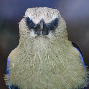 Apr. 2025 - Cape of Africa - Makazi Ya Twiga - Blue-bellied Roller