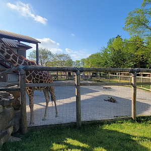 Apr. 2025 - Cape of Africa - Giraffe Smaller Exhibit
