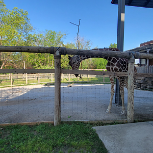 Apr. 2025 - Cape of Africa - Giraffe Smaller Exhibit