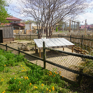 Apr. 2025 - Cape of Africa - African Spurred Tortoise Exhibit