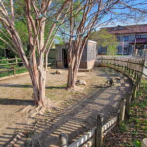 Apr. 2025 - Cape of Africa - African Spurred Tortoise Exhibit