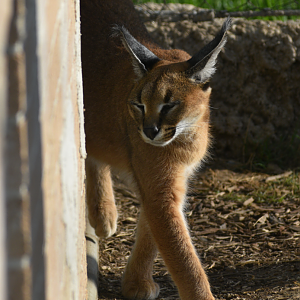 Apr. 2025 - Cape of Africa - Caracal