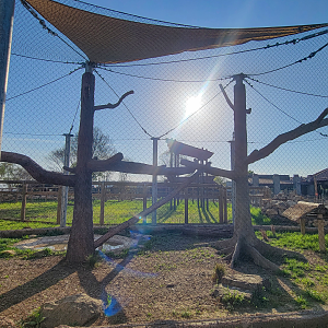 Apr. 2025 - Cape of Africa - Caracal/Serval Exhibit (Rotate)