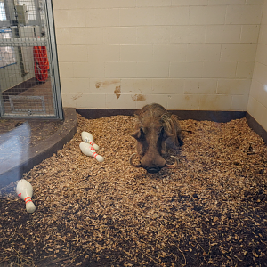Apr. 2025 - Cape of Africa - Warthog Indoor Exhibit