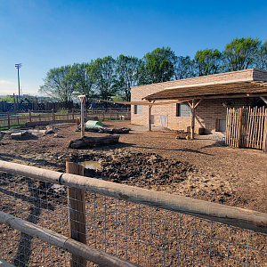 Apr. 2025 - Cape of Africa - Warthog Outdoor Exhibit