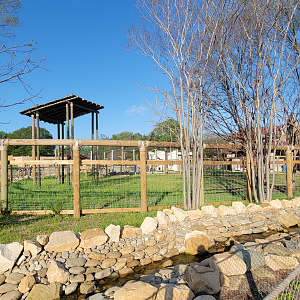 Apr. 2025 - Cape of Africa - Giraffe Larger Exhibit