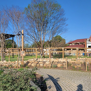 Apr. 2025 - Cape of Africa - Giraffe Larger Exhibit