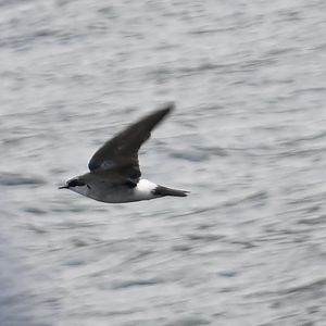 Bird Identification at Arenal Lake, Costa Rica – March 2025