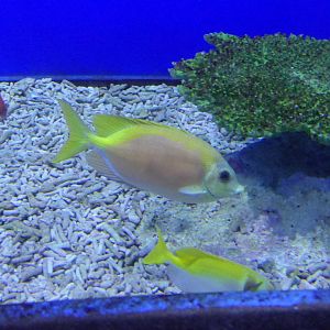 Coral Rabbitfish (Siganus corallinus)