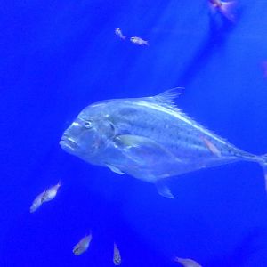 Diamond Trevally (Scyris indica)