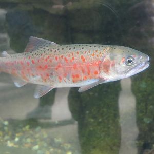 Red-spotted Masu (Oncorhynchus masou ishikawae)