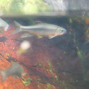 Dark Chub (Nipponocypris temminckii)