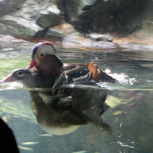 Mandarin Duck (Aix galericulata)