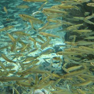 Ayu (Plecoglossus altivelis)