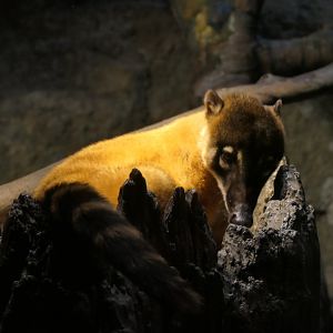 Ring-tailed Coati (Nasua nasua)