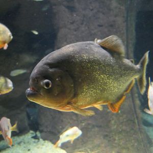 Red-bellied Piranha (Pygocentrus nattereri)