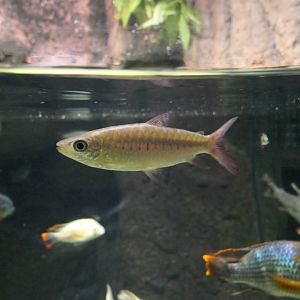 Pink-tailed Chalceus (Chalceus macrolepidotus)