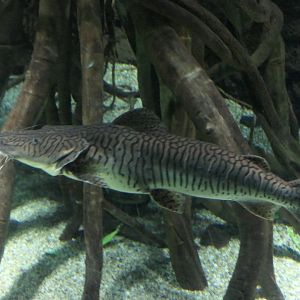 Tiger Shovelnose Catfish (Pseudoplatystoma fasciatum)