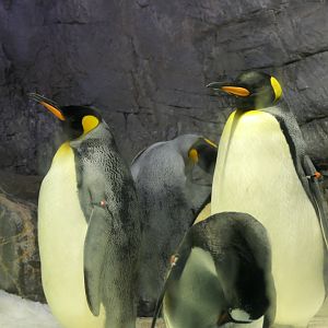 King Penguin (Apentodytes patagonicus)