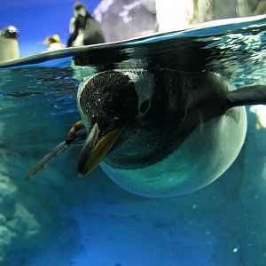 Gentoo Penguin (Pygoscelis papua)