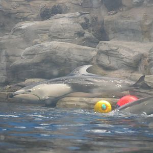 Pacific White-sided Dolphin (Sagmatias obliquidens)