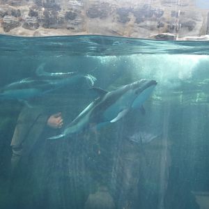 Pacific White-sided Dolphin (Sagmatias obliquidens)