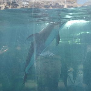 Pacific White-sided Dolphin (Sagmatias obliquidens)