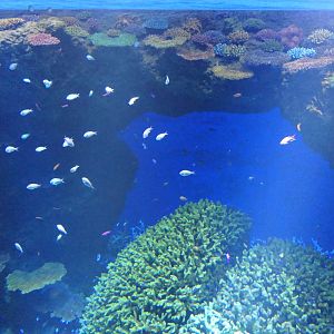 Great Barrier Reef exhibit