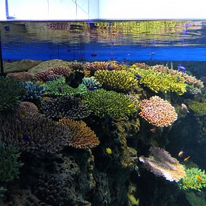Great Barrier Reef exhibit