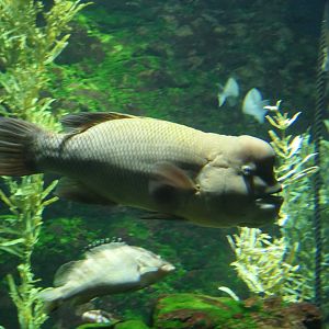 Asian Sheepshead Wrasse (Bodianus reticulatus)