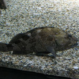 False Kelpfish (Sebastiscus marmoratus)