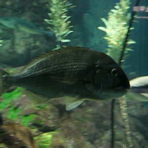 Tarwhine (Rhabdosargus sarba)