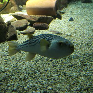 Yellowfin Puffer (Takifugu xanthopterus)