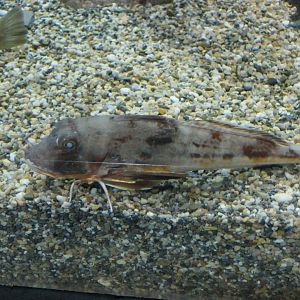 Red Spiny Gurnard (Chelidonichthys spinosus)