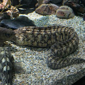Kidako Moray (Gymnothorax kidako)