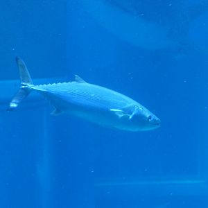 Striped Bonito (Sarda orientalis)