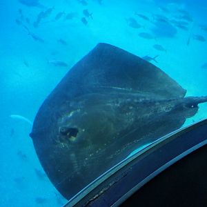 Short-tailed Stingray (Bathytoshia brevicaudata)