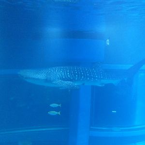 Whale Shark (Rhincodon typus)