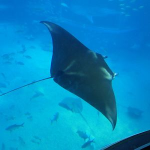 Reef Manta (Mobula alfredi)