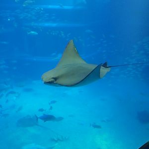 Javanese Cownose Ray (Rhinoptera javanica)
