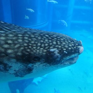 Whale Shark (Rhincodon typus)
