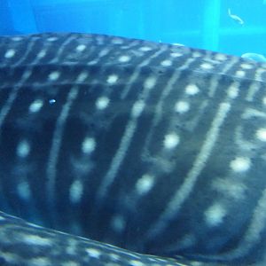 Whale Shark (Rhincodon typus)